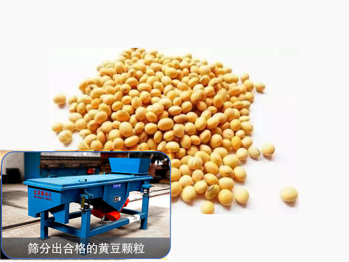 黃豆直線振動(dòng)篩